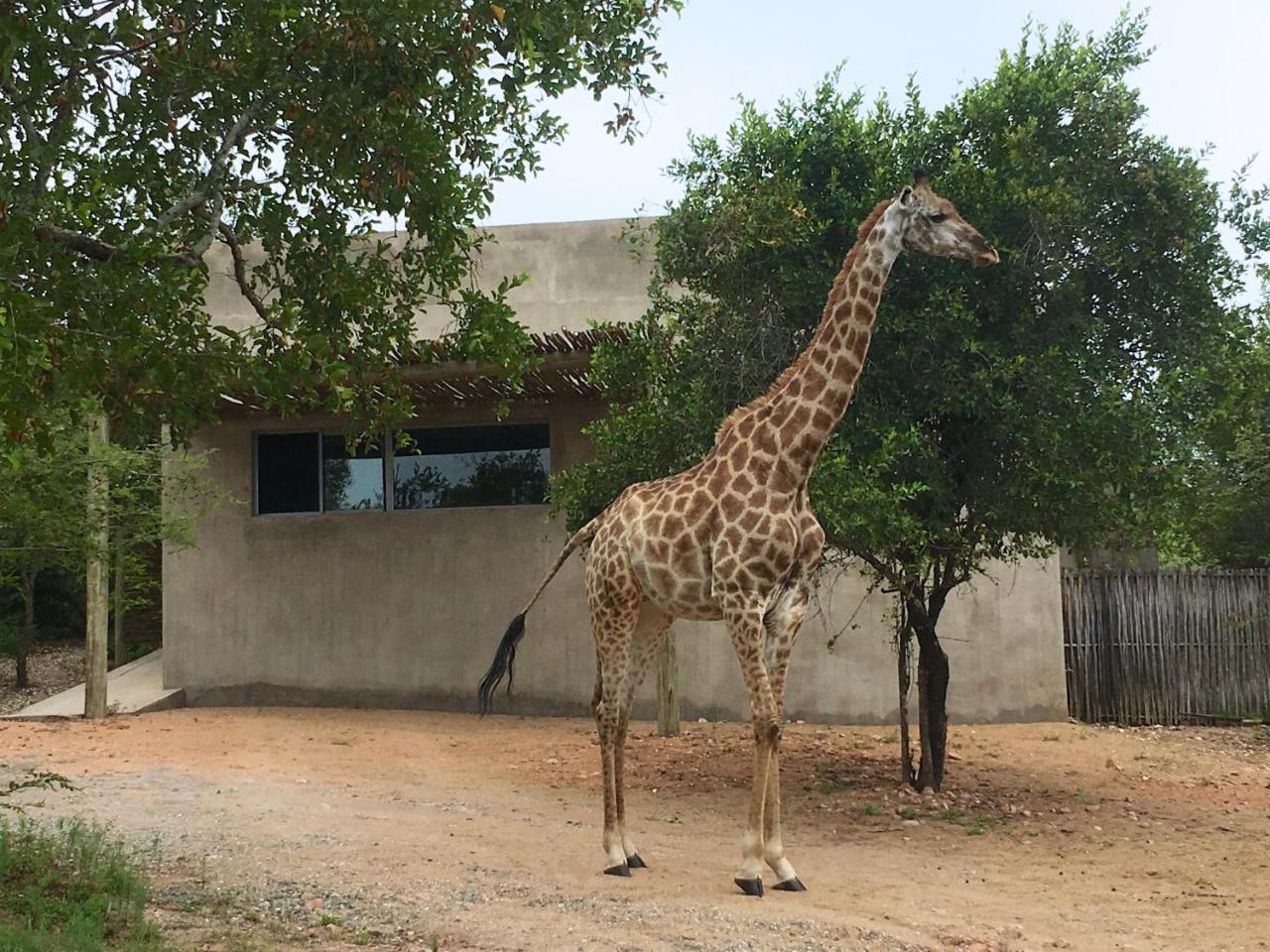 Villa Nextdoor Kruger à Marloth Park Extérieur photo